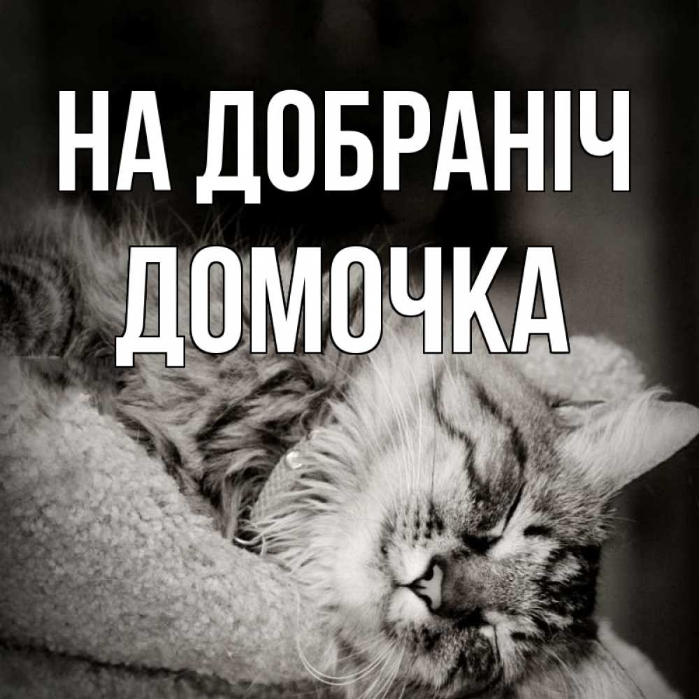 Открытка на каждый день з підписом, Домочка На добраніч котярик пушистый Прикольна листівка з побажанням онлайн скачати безкоштовно 