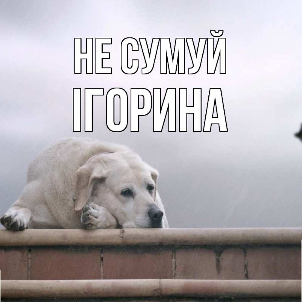 Открытка на каждый день з підписом, Ігорина Не сумуй белый пес 1 Прикольна листівка з побажанням онлайн скачати безкоштовно 