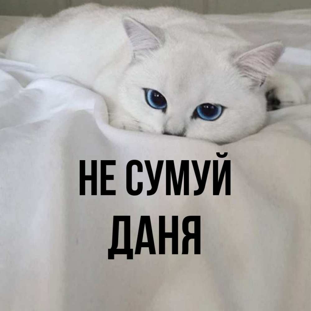 Открытка на каждый день з підписом, Даня Не сумуй Голубоглазая кошка Прикольна листівка з побажанням онлайн скачати безкоштовно 