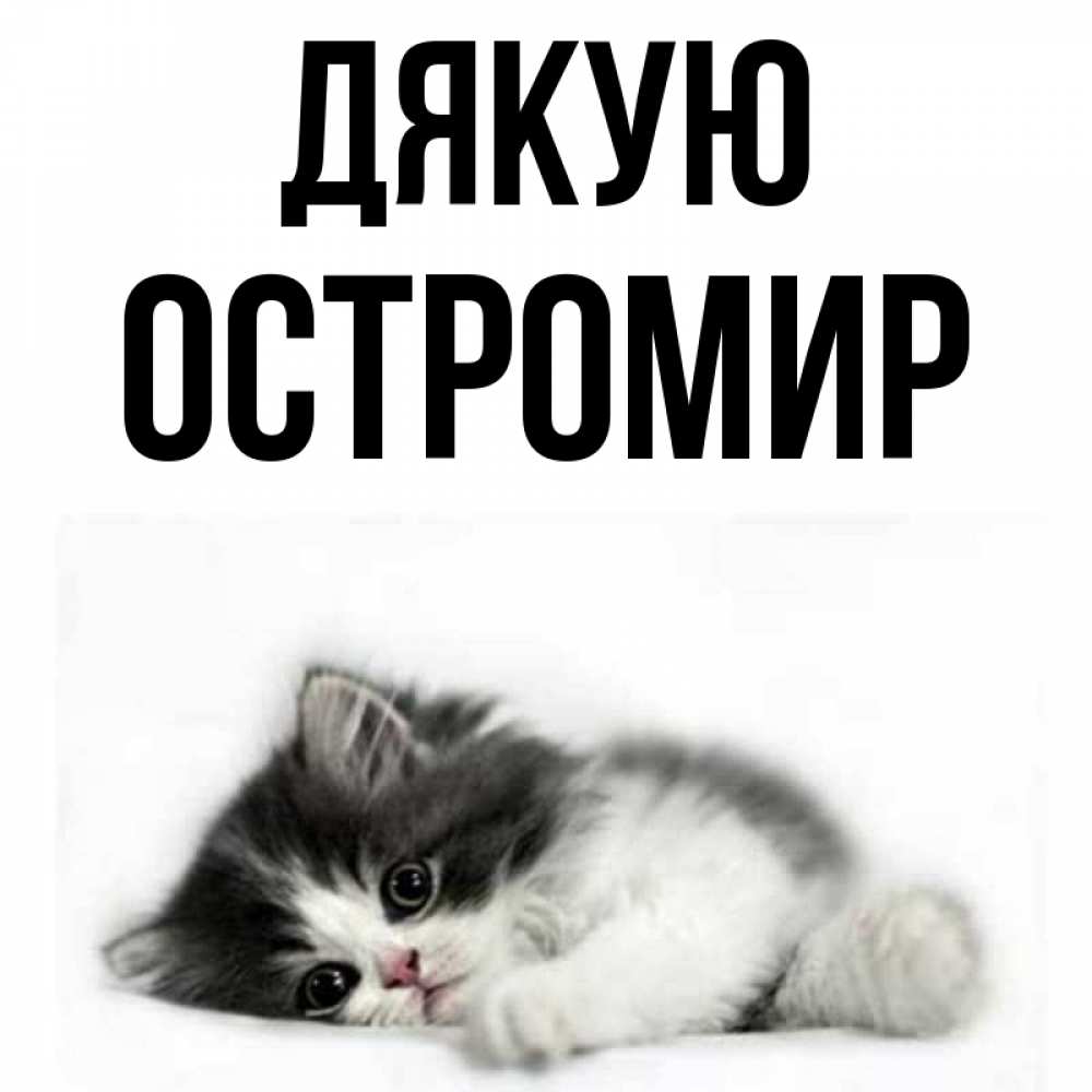 Открытка на каждый день з підписом, Остромир Дякую черный и белый кот Прикольна листівка з побажанням онлайн скачати безкоштовно 