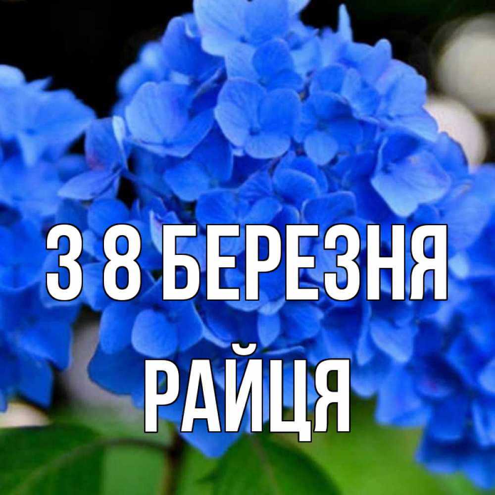 Открытка на каждый день з підписом, Райця З 8 БЕРЕЗНЯ синие цветы Прикольна листівка з побажанням онлайн скачати безкоштовно 
