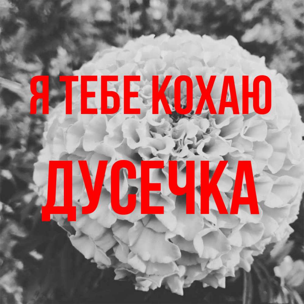 Открытка на каждый день з підписом, Дусечка Я тебе кохаю подпись Прикольна листівка з побажанням онлайн скачати безкоштовно 