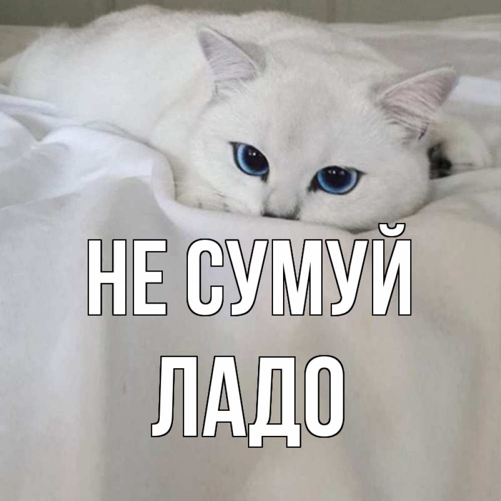 Открытка на каждый день з підписом, Ладо Не сумуй белый кот с голубыми глазами на белоснежной кровати Прикольна листівка з побажанням онлайн скачати безкоштовно 