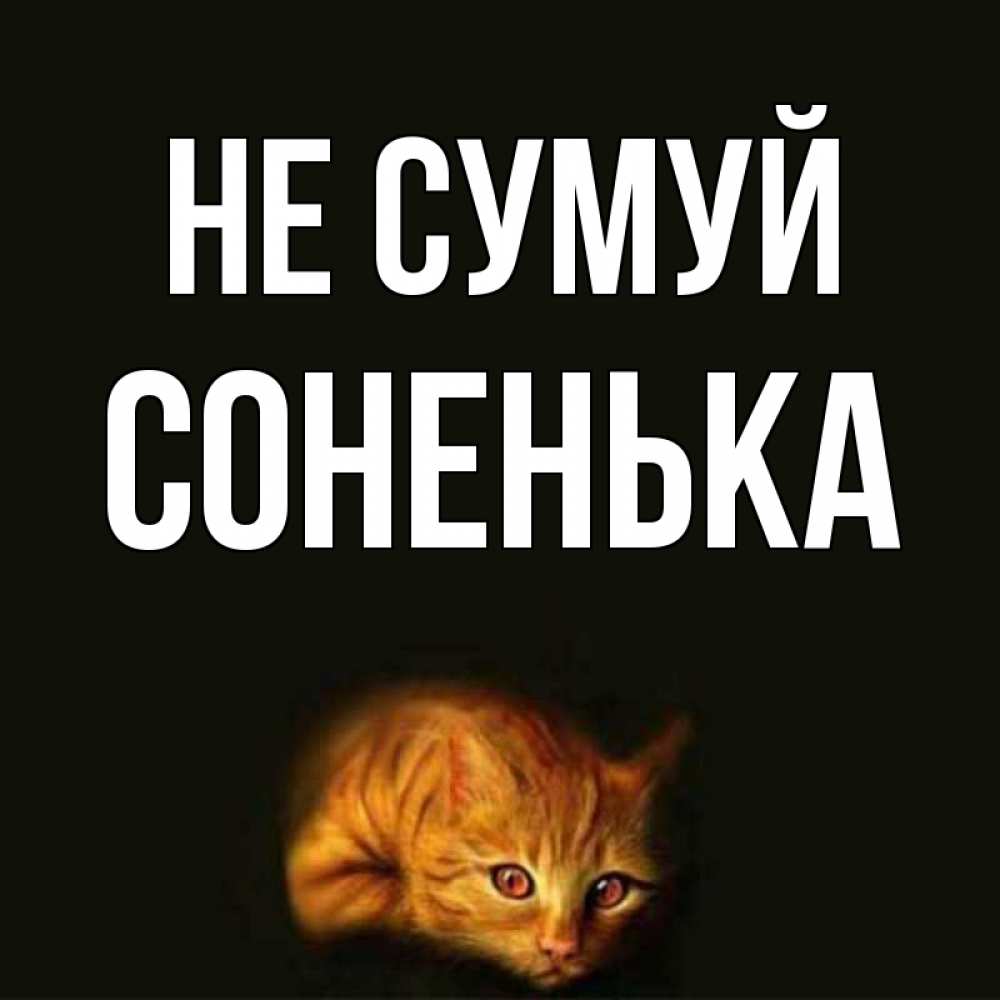 Открытка на каждый день з підписом, Соненька Не сумуй лежащий кот в темноте Прикольна листівка з побажанням онлайн скачати безкоштовно 