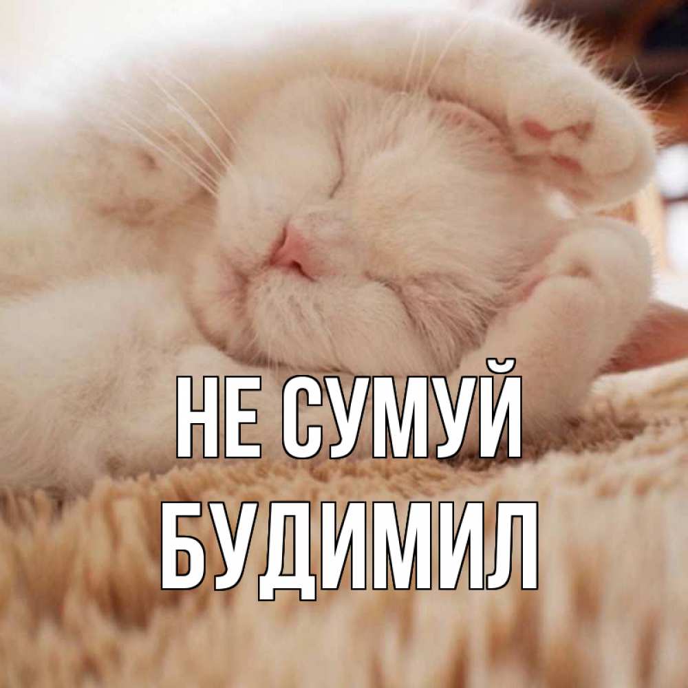 Открытка на каждый день з підписом, Будимил Не сумуй белый кот Прикольна листівка з побажанням онлайн скачати безкоштовно 