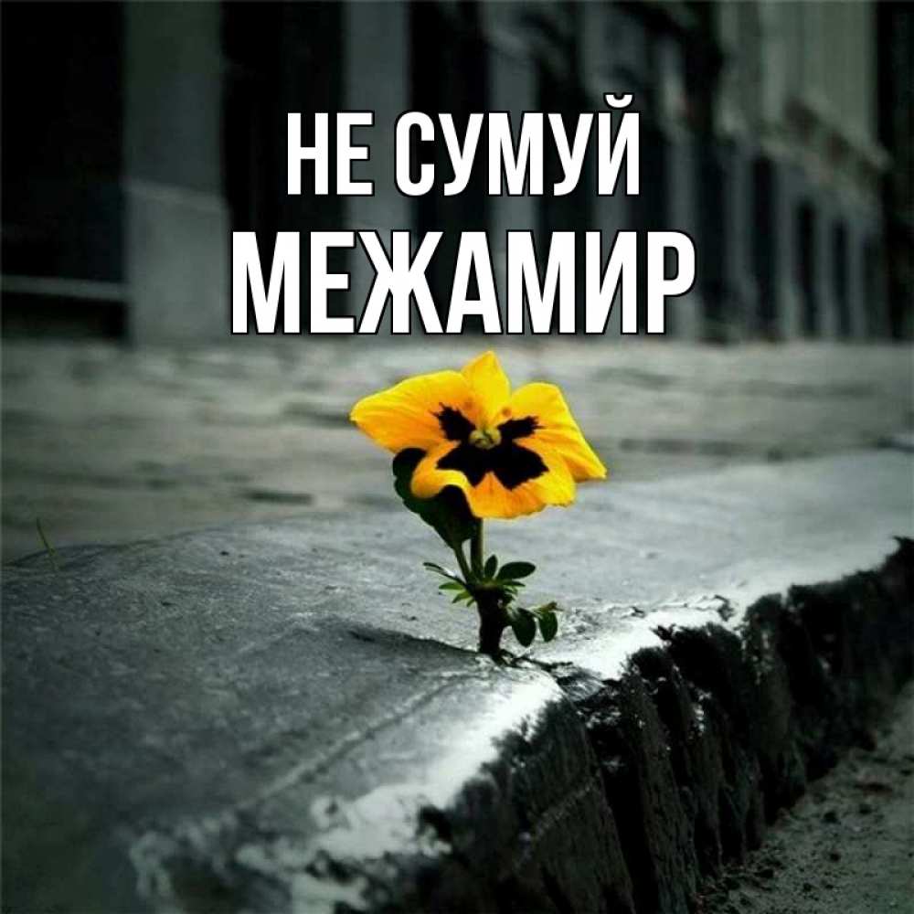 Открытка на каждый день з підписом, Межамир Не сумуй не сдавайся Прикольна листівка з побажанням онлайн скачати безкоштовно 