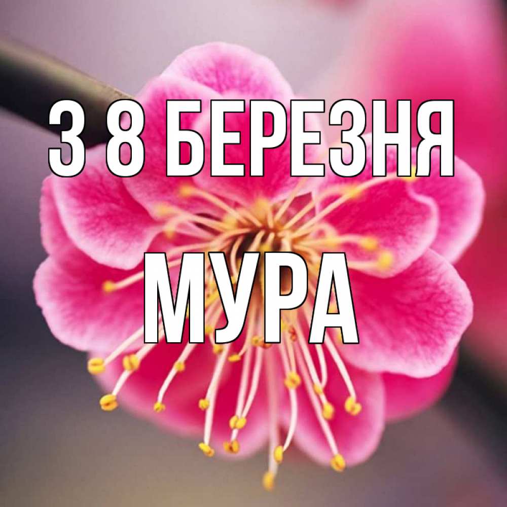 Открытка на каждый день з підписом, Мура З 8 БЕРЕЗНЯ цветы Прикольна листівка з побажанням онлайн скачати безкоштовно 
