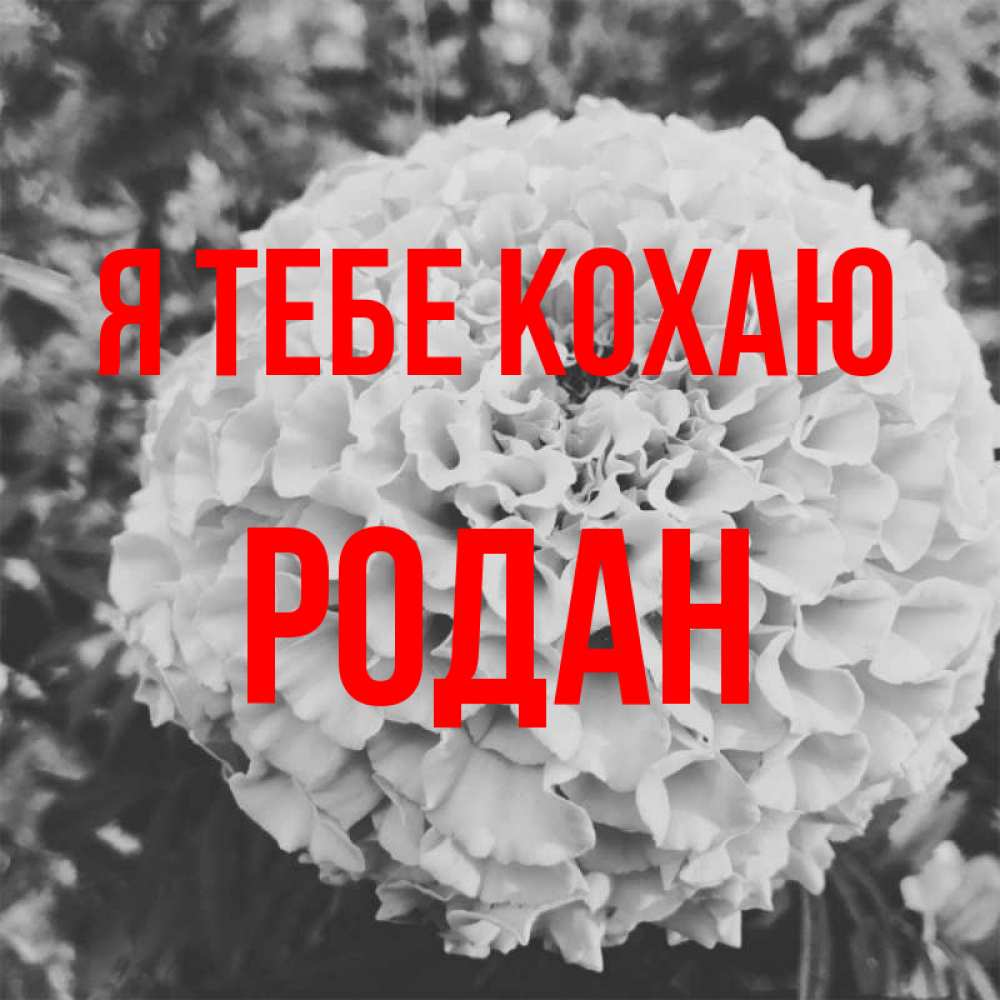 Открытка на каждый день з підписом, Родан Я тебе кохаю подпись Прикольна листівка з побажанням онлайн скачати безкоштовно 
