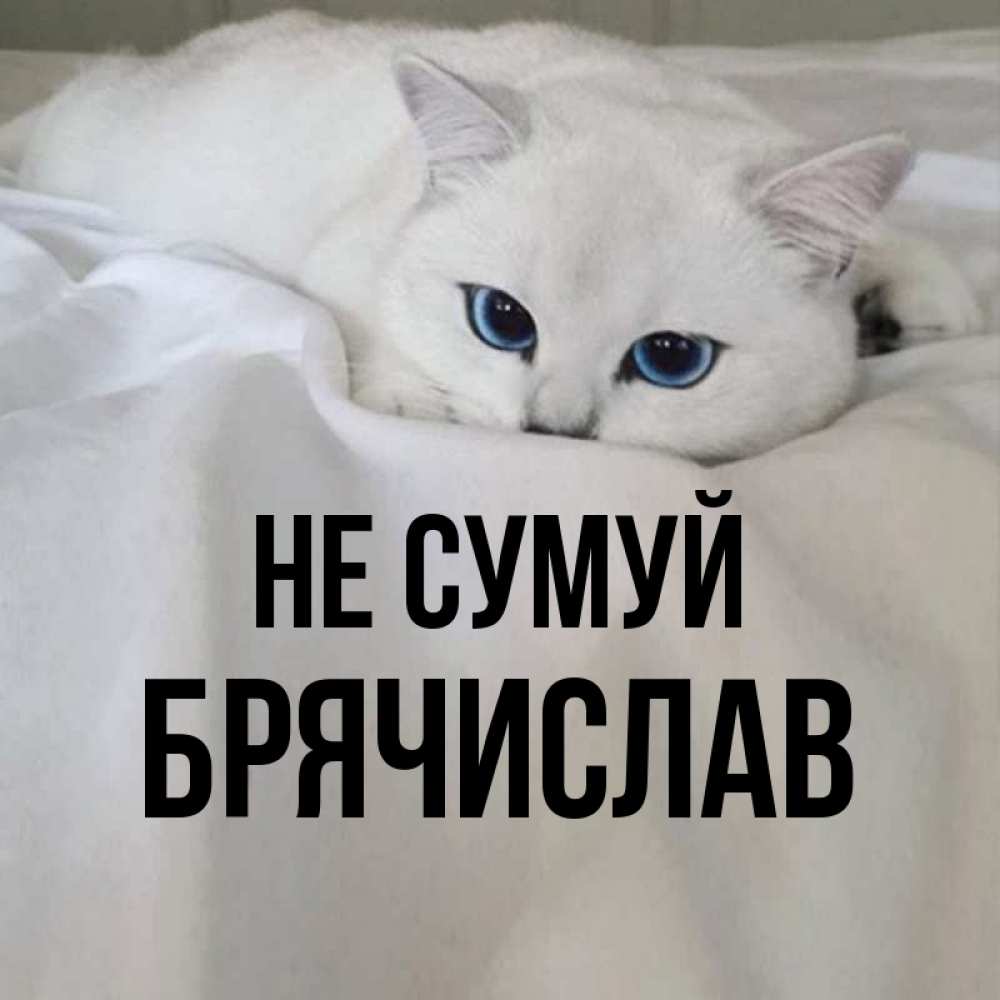 Открытка на каждый день з підписом, Брячислав Не сумуй Голубоглазая кошка Прикольна листівка з побажанням онлайн скачати безкоштовно 