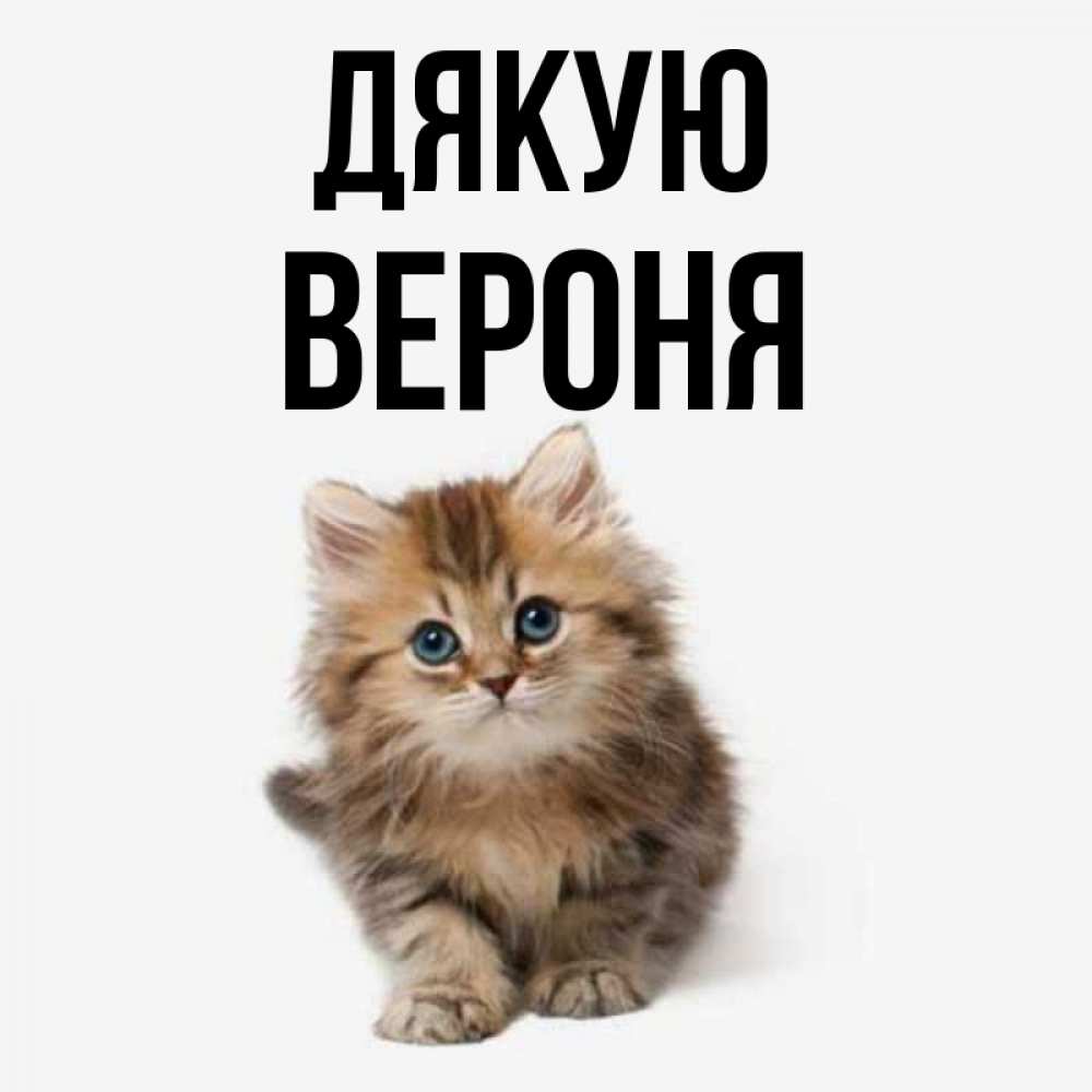 Открытка на каждый день з підписом, Вероня Дякую пушистый котик Прикольна листівка з побажанням онлайн скачати безкоштовно 