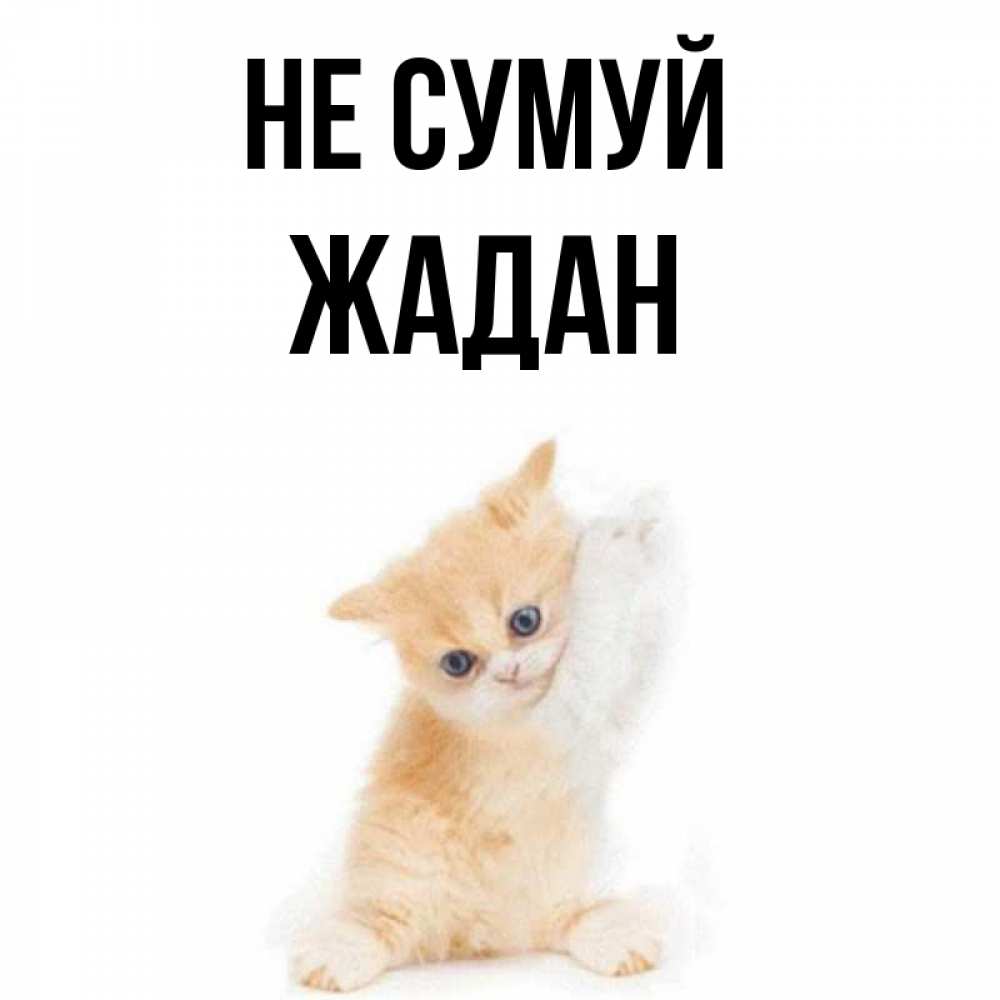 Открытка на каждый день з підписом, Жадан Не сумуй просящий кот Прикольна листівка з побажанням онлайн скачати безкоштовно 