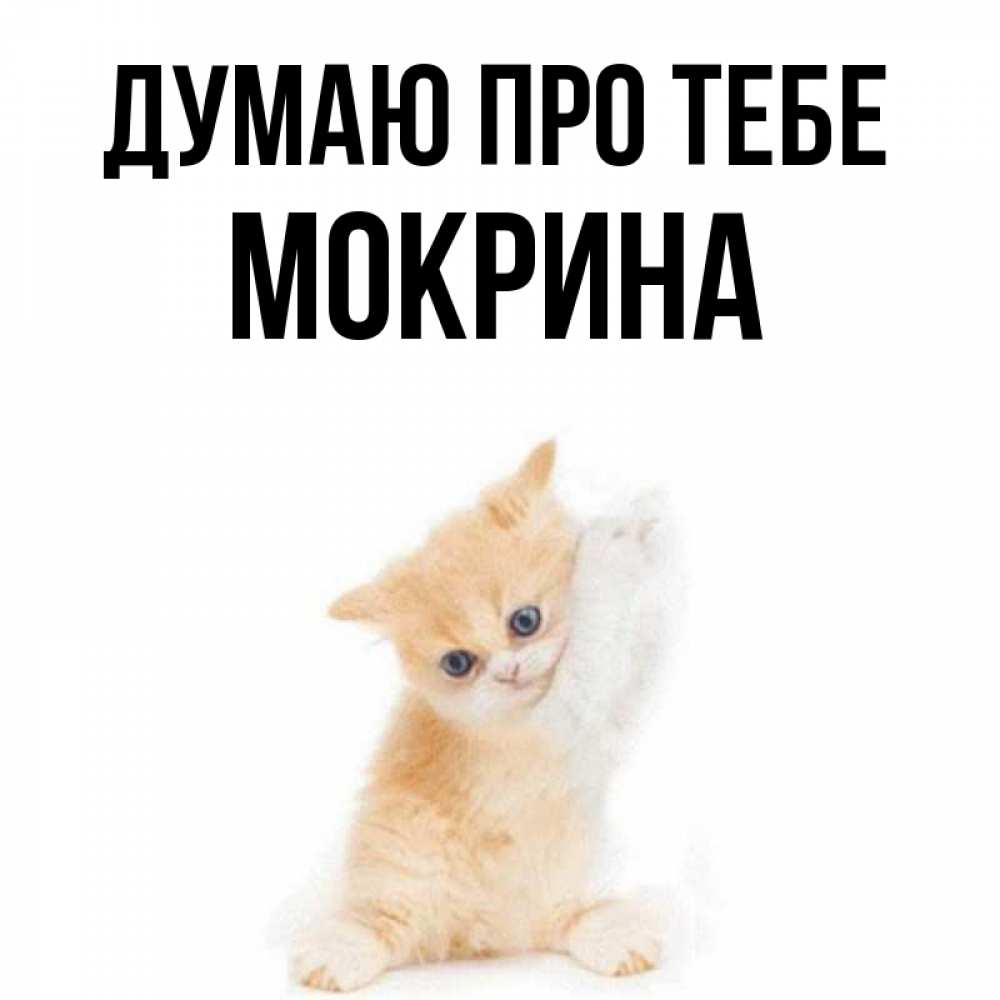 Открытка на каждый день з підписом, Мокрина Думаю про тебе зверушки и милота Прикольна листівка з побажанням онлайн скачати безкоштовно 