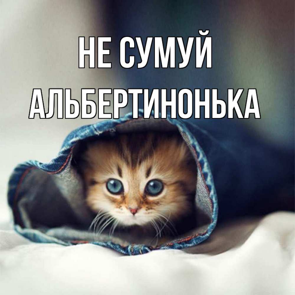 Открытка на каждый день з підписом, Альбертинонька Не сумуй кот в одежде Прикольна листівка з побажанням онлайн скачати безкоштовно 