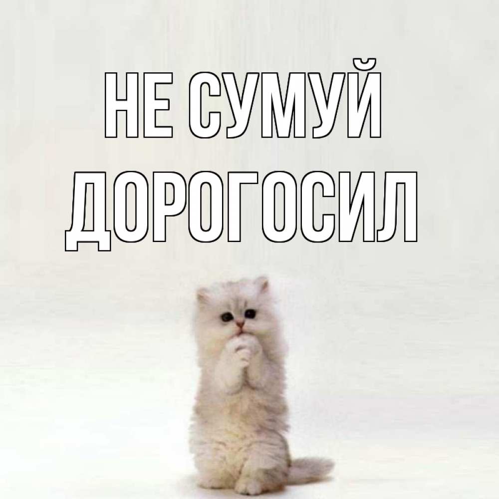 Открытка на каждый день з підписом, Дорогосил Не сумуй грустный кот Прикольна листівка з побажанням онлайн скачати безкоштовно 