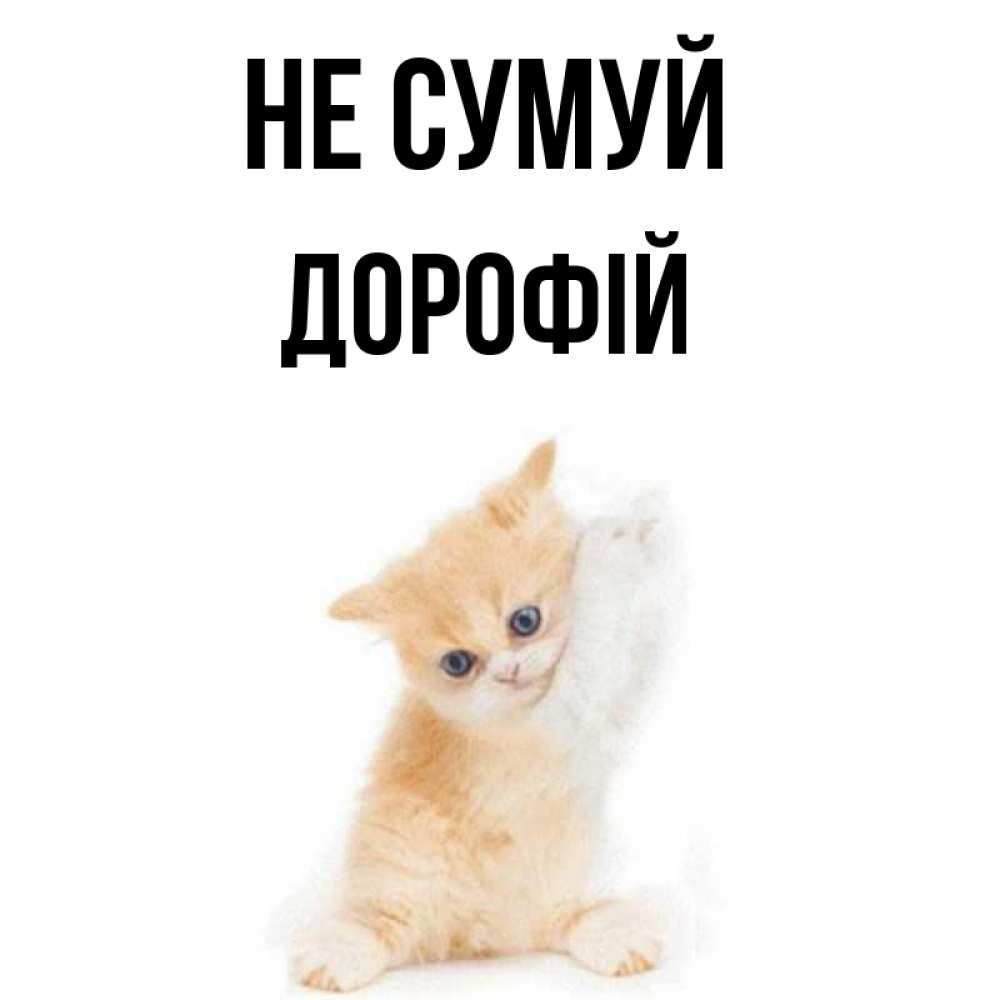 Открытка на каждый день з підписом, Дорофій Не сумуй просящий кот Прикольна листівка з побажанням онлайн скачати безкоштовно 