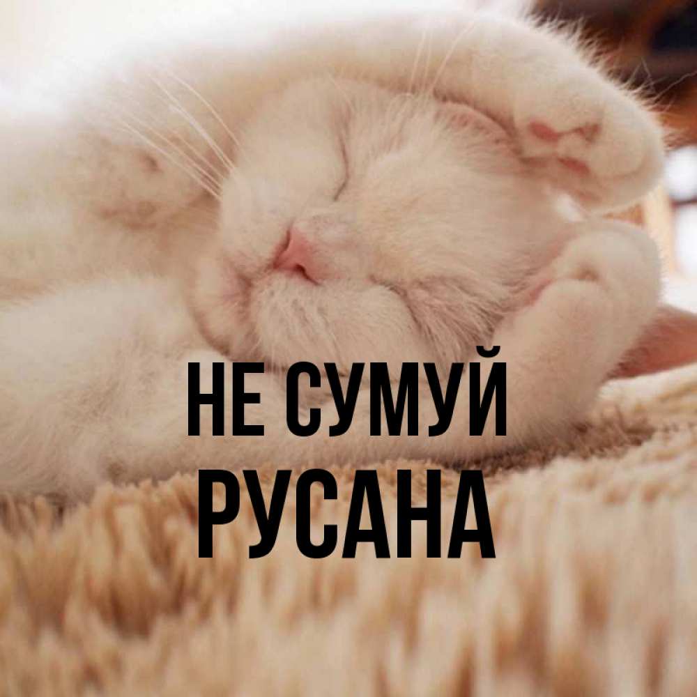 Открытка на каждый день з підписом, Русана Не сумуй Котенок спит Прикольна листівка з побажанням онлайн скачати безкоштовно 