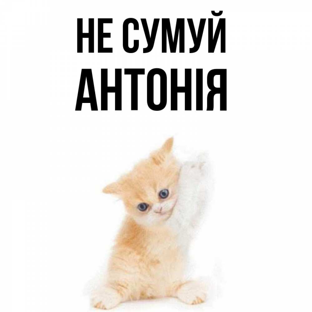 Открытка на каждый день з підписом, Антонія Не сумуй просящий кот Прикольна листівка з побажанням онлайн скачати безкоштовно 