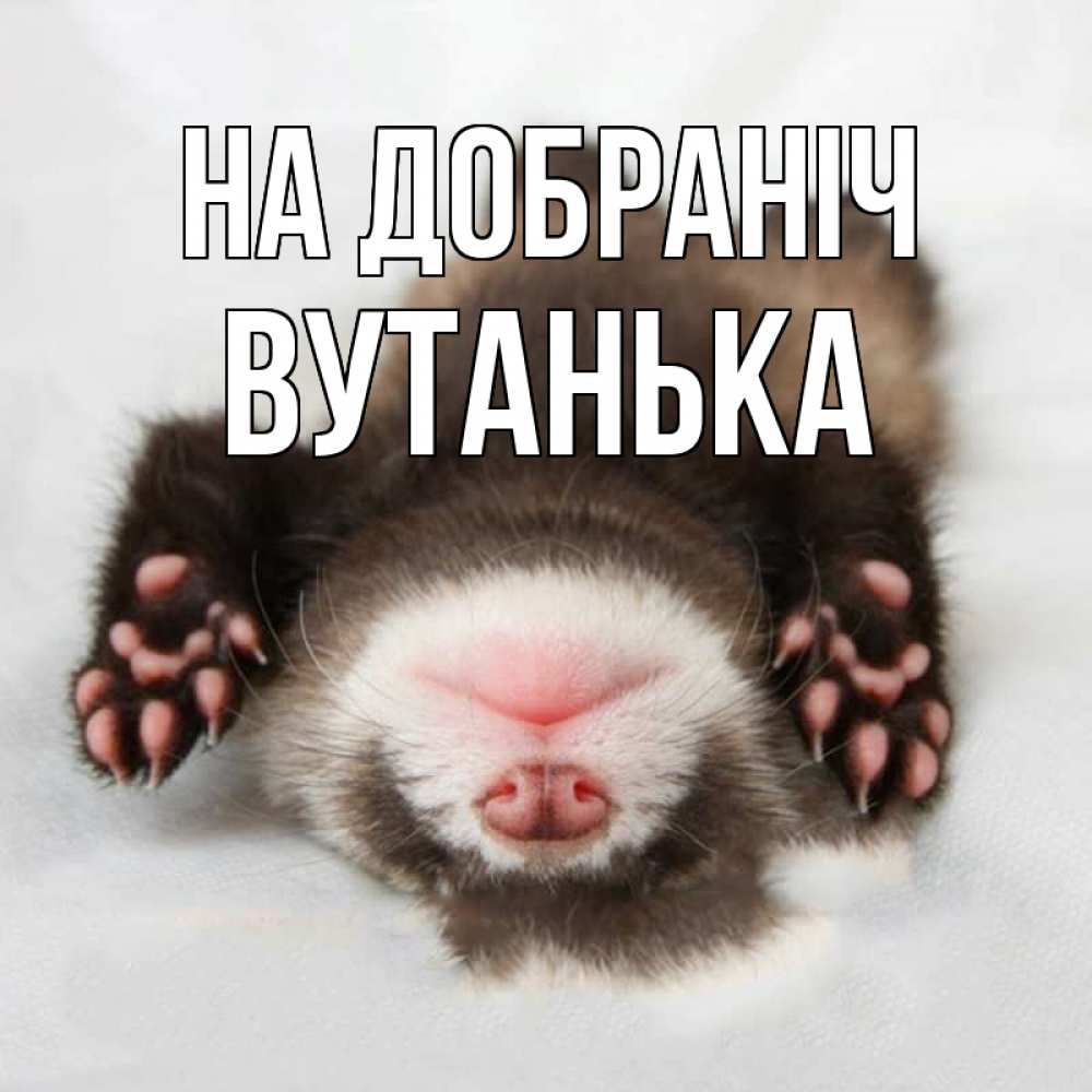 Открытка на каждый день з підписом, Вутанька На добраніч зверек Прикольна листівка з побажанням онлайн скачати безкоштовно 