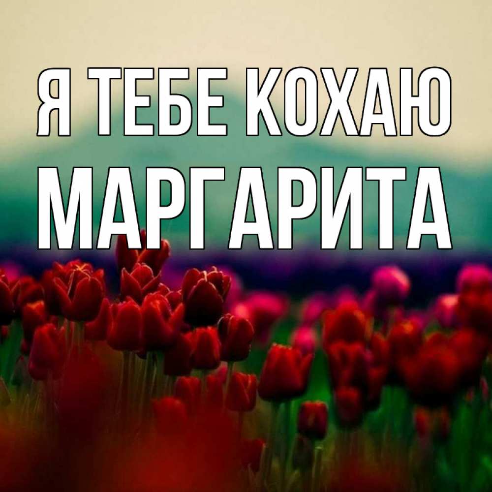 Открытка на каждый день з підписом, Маргарита Я тебе кохаю тюльпаны 4 Прикольна листівка з побажанням онлайн скачати безкоштовно 