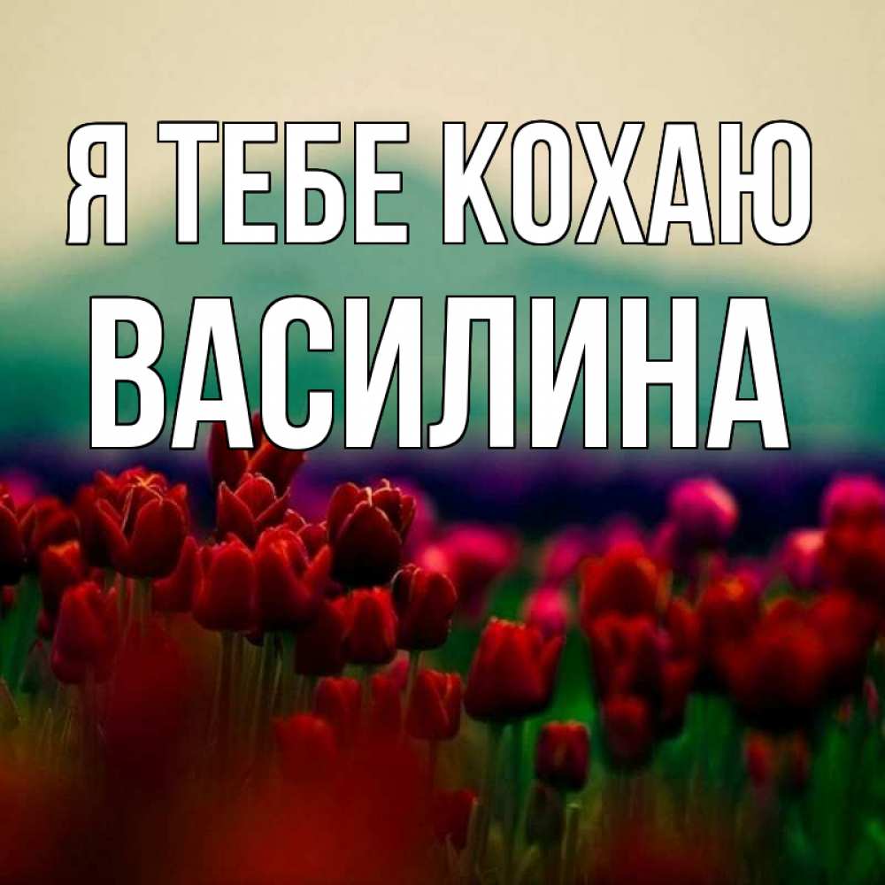 Открытка на каждый день з підписом, Василина Я тебе кохаю тюльпаны 4 Прикольна листівка з побажанням онлайн скачати безкоштовно 