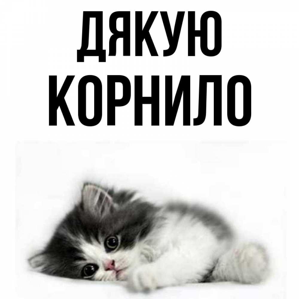 Открытка на каждый день з підписом, Корнило Дякую черный и белый кот Прикольна листівка з побажанням онлайн скачати безкоштовно 