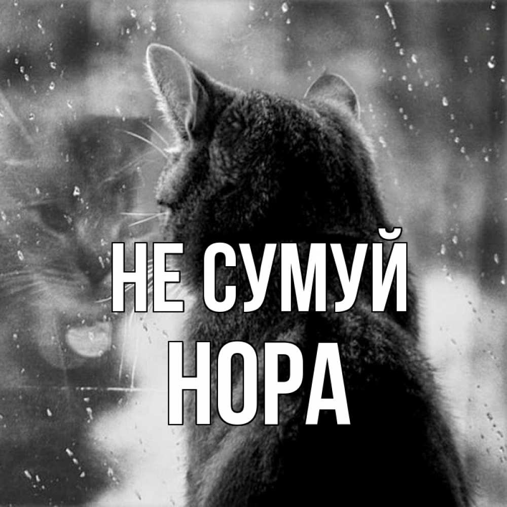 Открытка на каждый день з підписом, Нора Не сумуй отражение кота 1 Прикольна листівка з побажанням онлайн скачати безкоштовно 