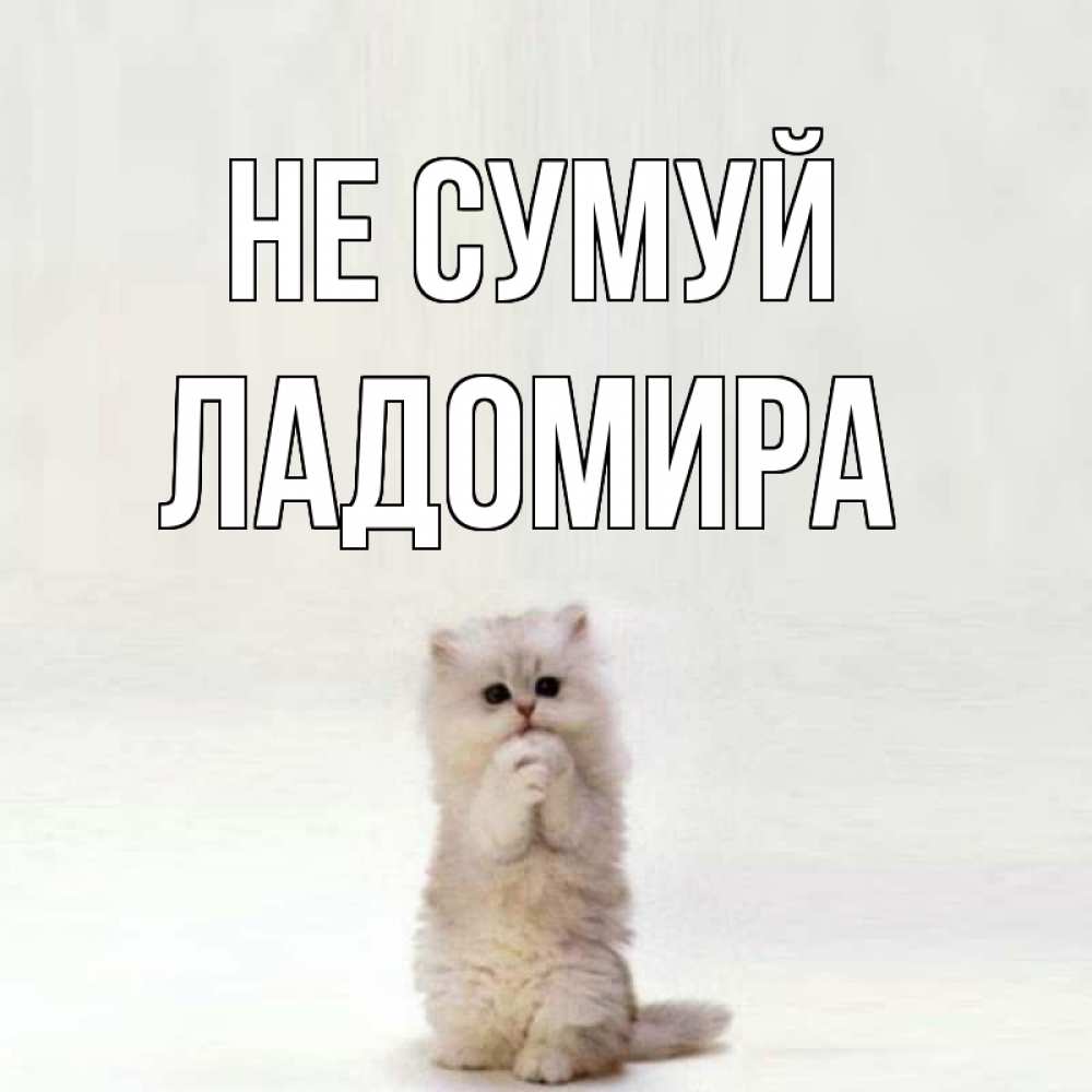 Открытка на каждый день з підписом, Ладомира Не сумуй грустный кот Прикольна листівка з побажанням онлайн скачати безкоштовно 