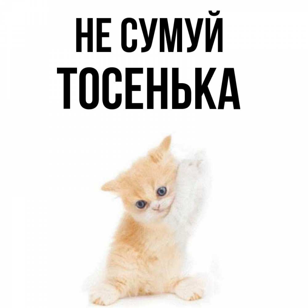 Открытка на каждый день з підписом, Тосенька Не сумуй просящий кот Прикольна листівка з побажанням онлайн скачати безкоштовно 