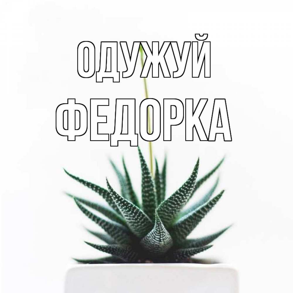 Открытка на каждый день з підписом, Федорка Одужуй короче это непонятная колючка Прикольна листівка з побажанням онлайн скачати безкоштовно 