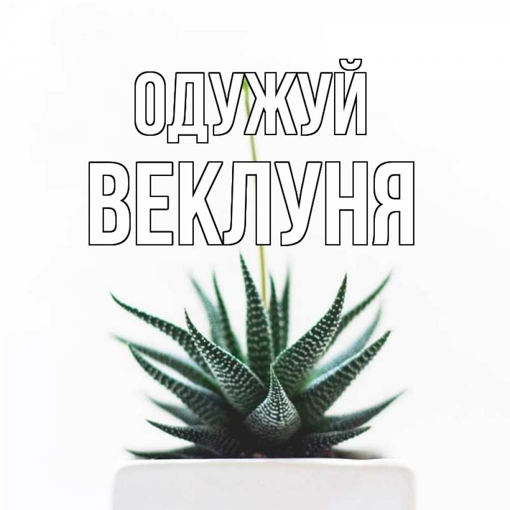 Открытка на каждый день з підписом, Веклуня Одужуй короче это непонятная колючка Прикольна листівка з побажанням онлайн скачати безкоштовно 