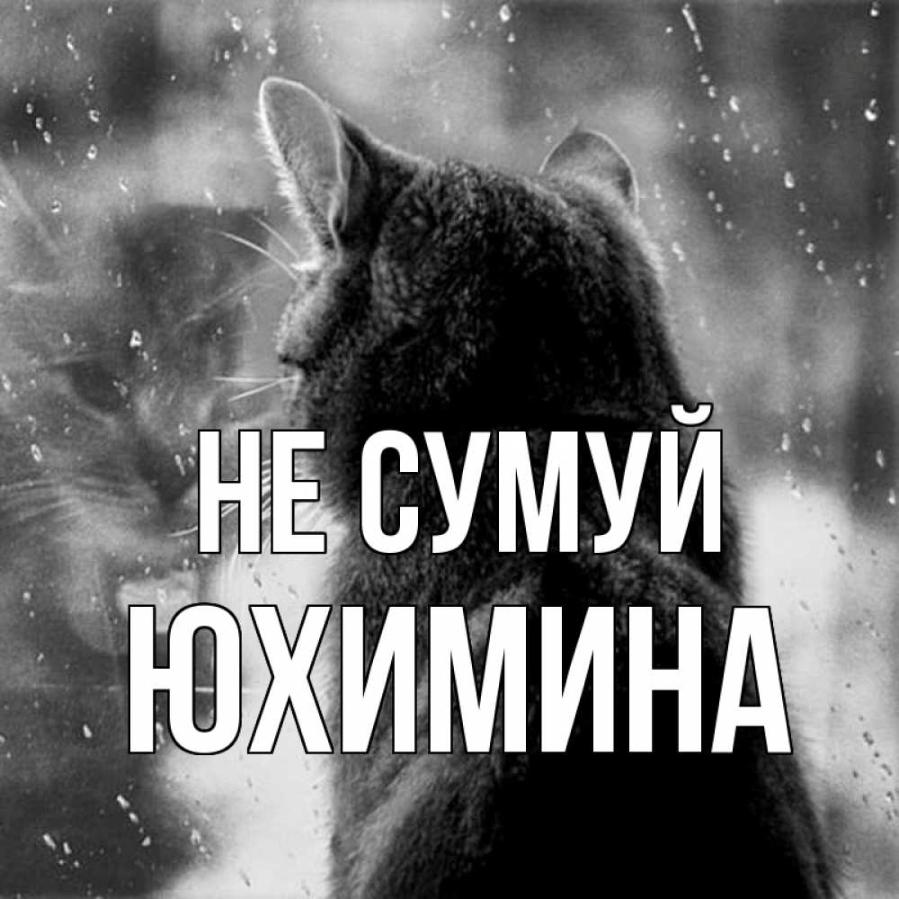 Открытка на каждый день з підписом, Юхимина Не сумуй отражение кота 1 Прикольна листівка з побажанням онлайн скачати безкоштовно 