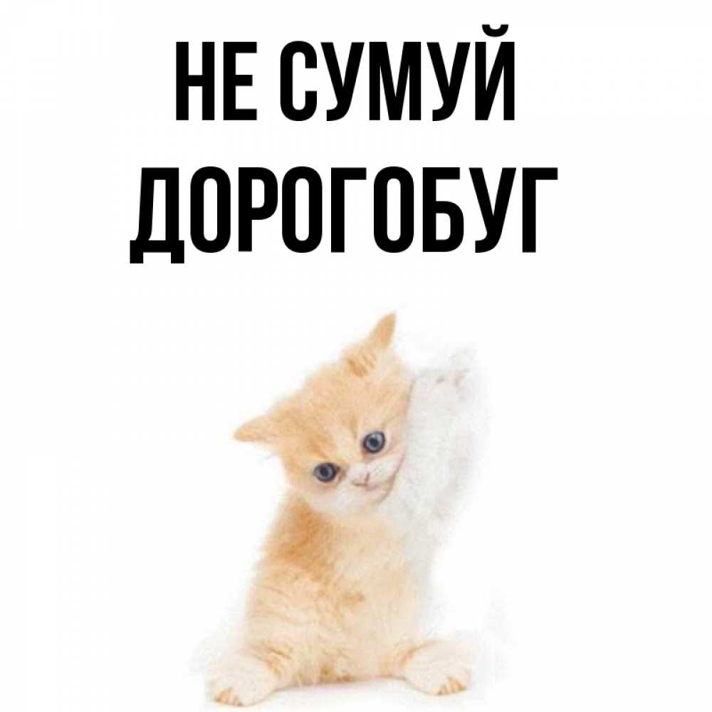 Открытка на каждый день з підписом, Дорогобуг Не сумуй просящий кот Прикольна листівка з побажанням онлайн скачати безкоштовно 