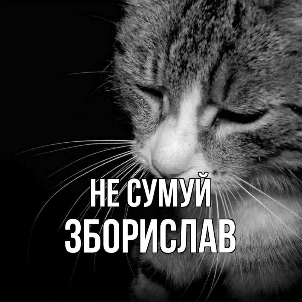 Открытка на каждый день з підписом, Зборислав Не сумуй грустный котик Прикольна листівка з побажанням онлайн скачати безкоштовно 