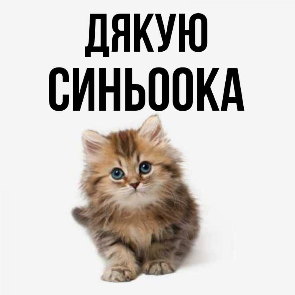 Открытка на каждый день з підписом, Синьоока Дякую пушистый котик Прикольна листівка з побажанням онлайн скачати безкоштовно 