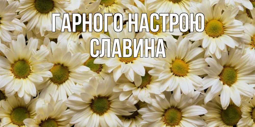 Открытка на каждый день з підписом, Славина Гарного настрою крупные ромашки Прикольна листівка з побажанням онлайн скачати безкоштовно 