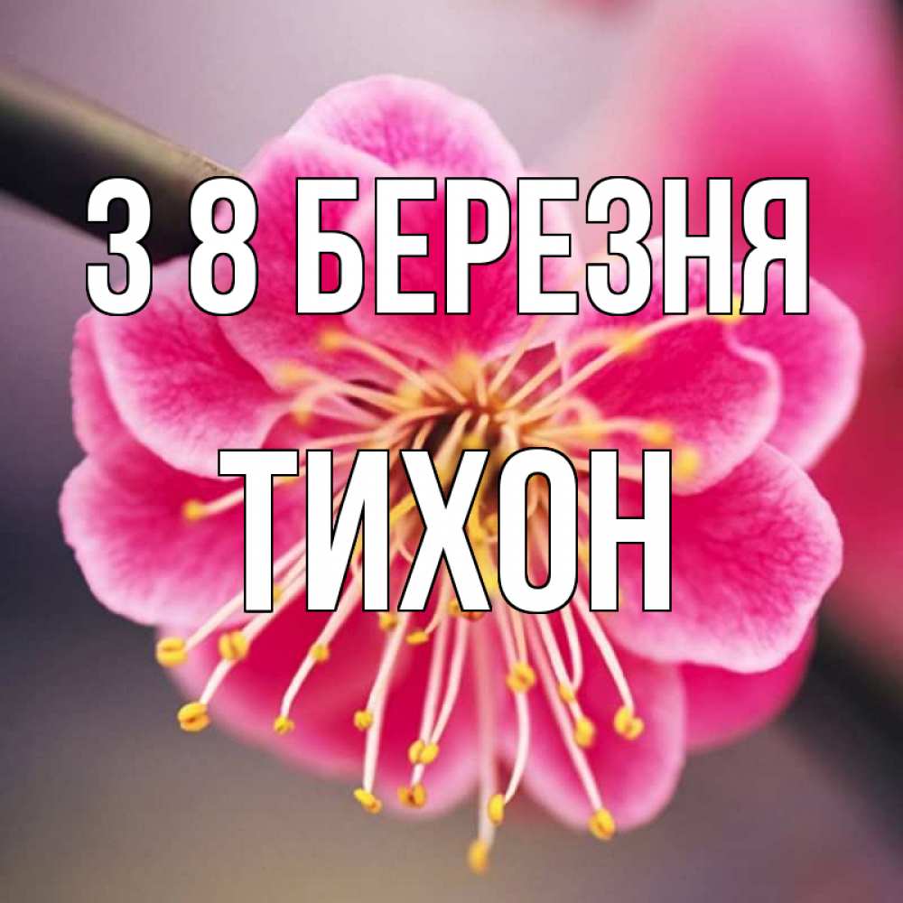 Открытка на каждый день з підписом, Тихон З 8 БЕРЕЗНЯ цветы Прикольна листівка з побажанням онлайн скачати безкоштовно 