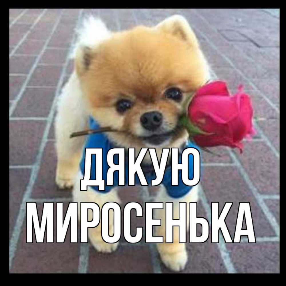 Открытка на каждый день з підписом, Миросенька Дякую спасибо и дарю тебе цветок Прикольна листівка з побажанням онлайн скачати безкоштовно 