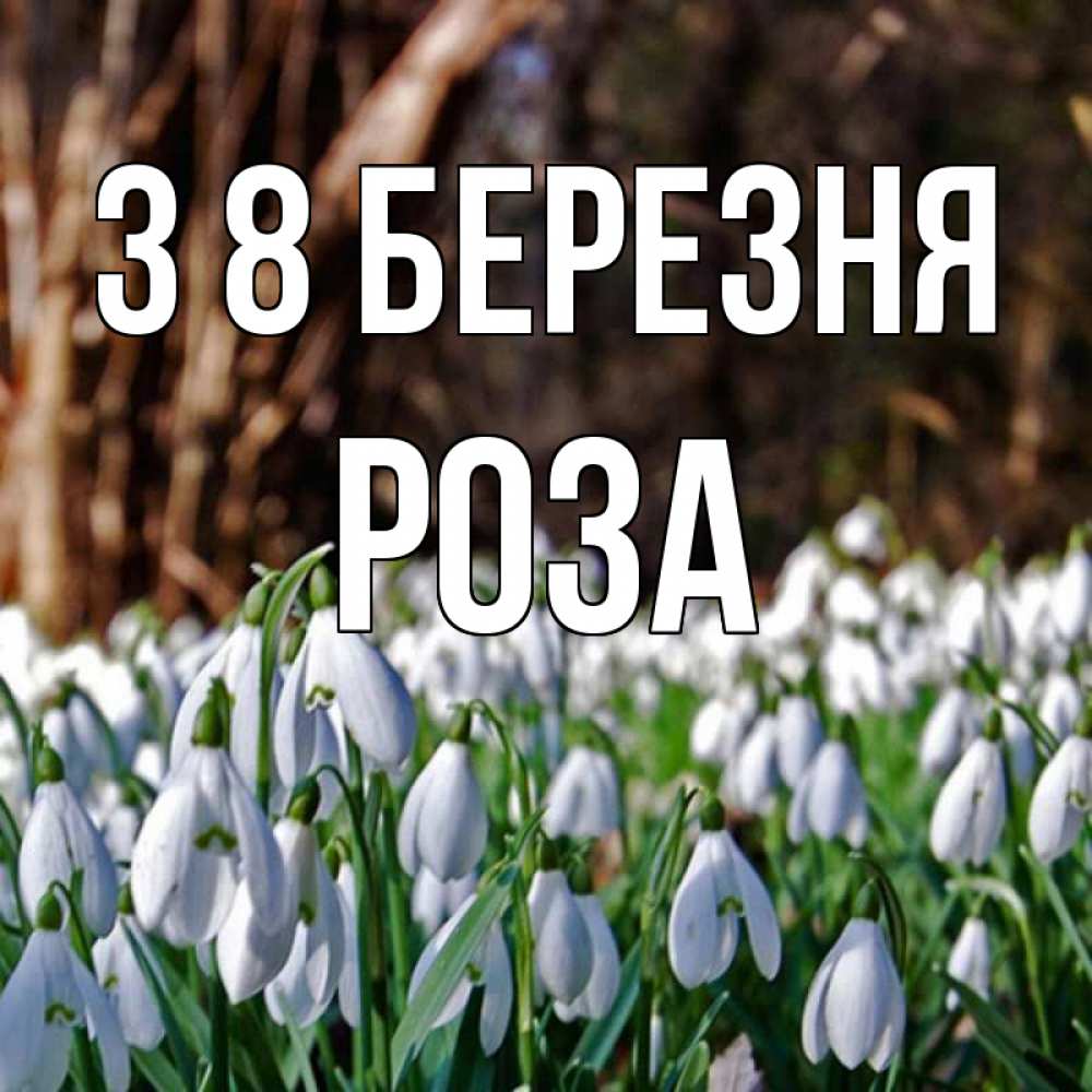 Открытка на каждый день з підписом, Роза З 8 БЕРЕЗНЯ с подснежниками 1 Прикольна листівка з побажанням онлайн скачати безкоштовно 