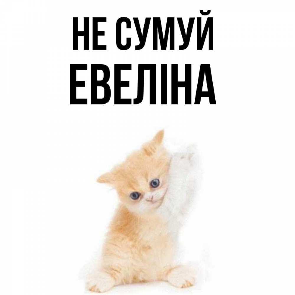 Открытка на каждый день з підписом, Евеліна Не сумуй просящий кот Прикольна листівка з побажанням онлайн скачати безкоштовно 