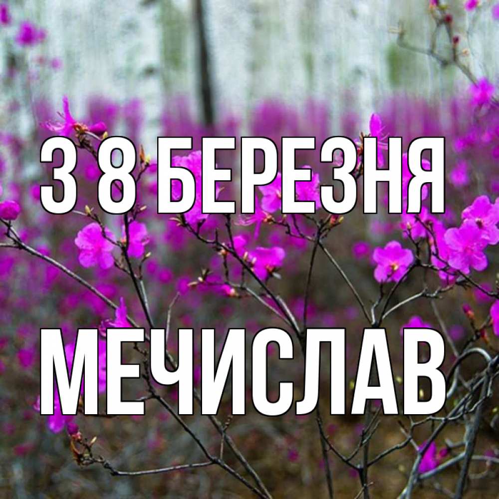 Открытка на каждый день з підписом, Мечислав З 8 БЕРЕЗНЯ дикие цветы Прикольна листівка з побажанням онлайн скачати безкоштовно 