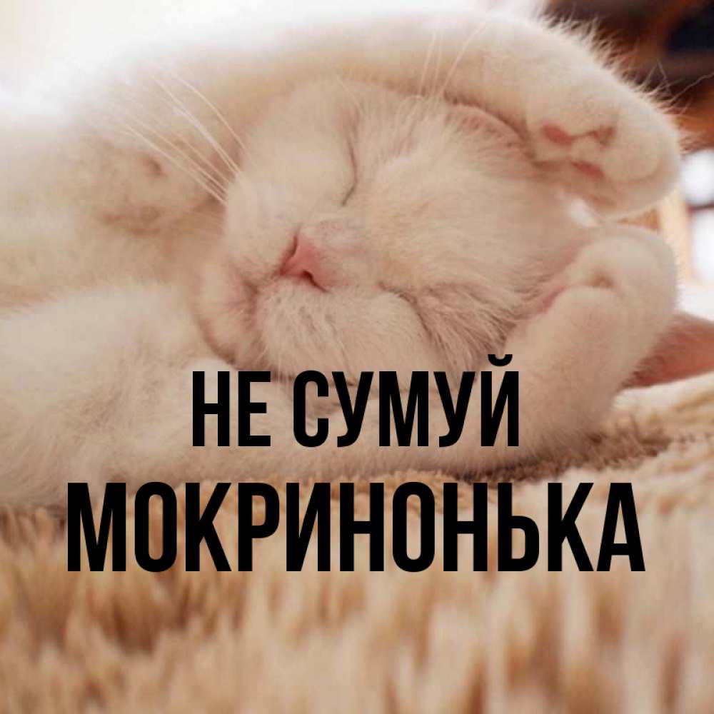 Открытка на каждый день з підписом, Мокринонька Не сумуй Котенок спит Прикольна листівка з побажанням онлайн скачати безкоштовно 