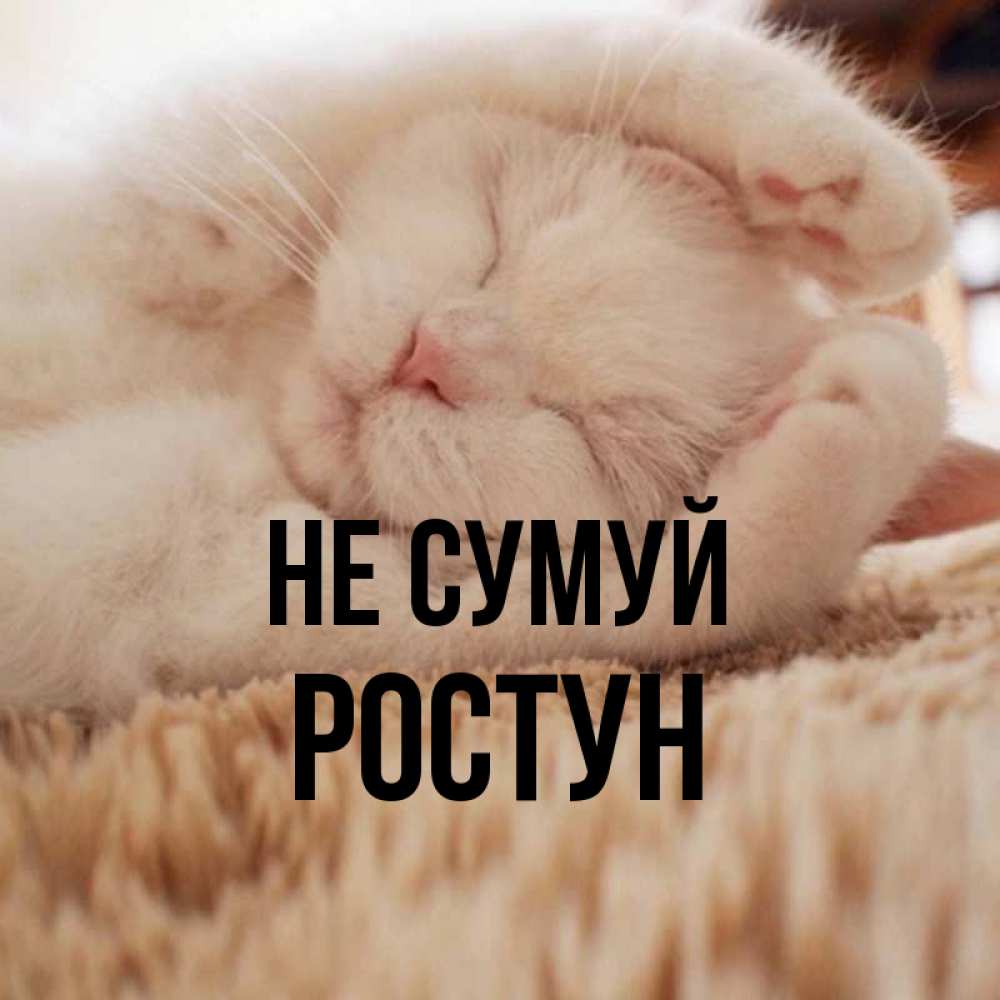 Открытка на каждый день з підписом, Ростун Не сумуй Котенок спит Прикольна листівка з побажанням онлайн скачати безкоштовно 