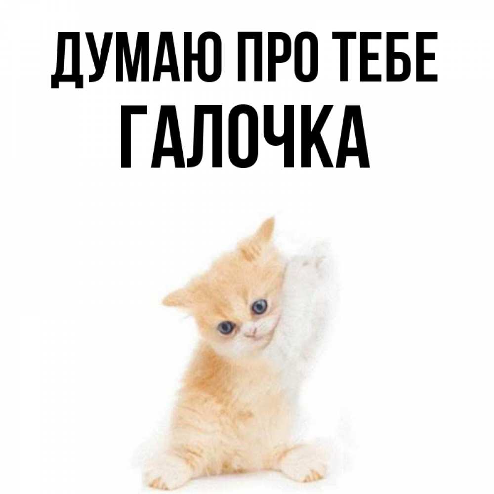 Открытка на каждый день з підписом, Галочка Думаю про тебе зверушки и милота Прикольна листівка з побажанням онлайн скачати безкоштовно 