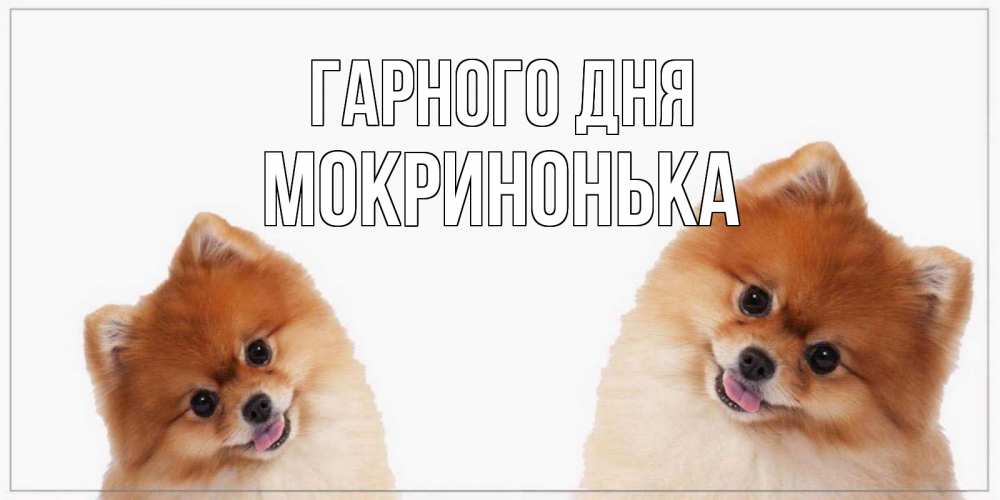 Открытка на каждый день з підписом, Мокринонька Гарного дня собачки желают прекрасного дня Прикольна листівка з побажанням онлайн скачати безкоштовно 