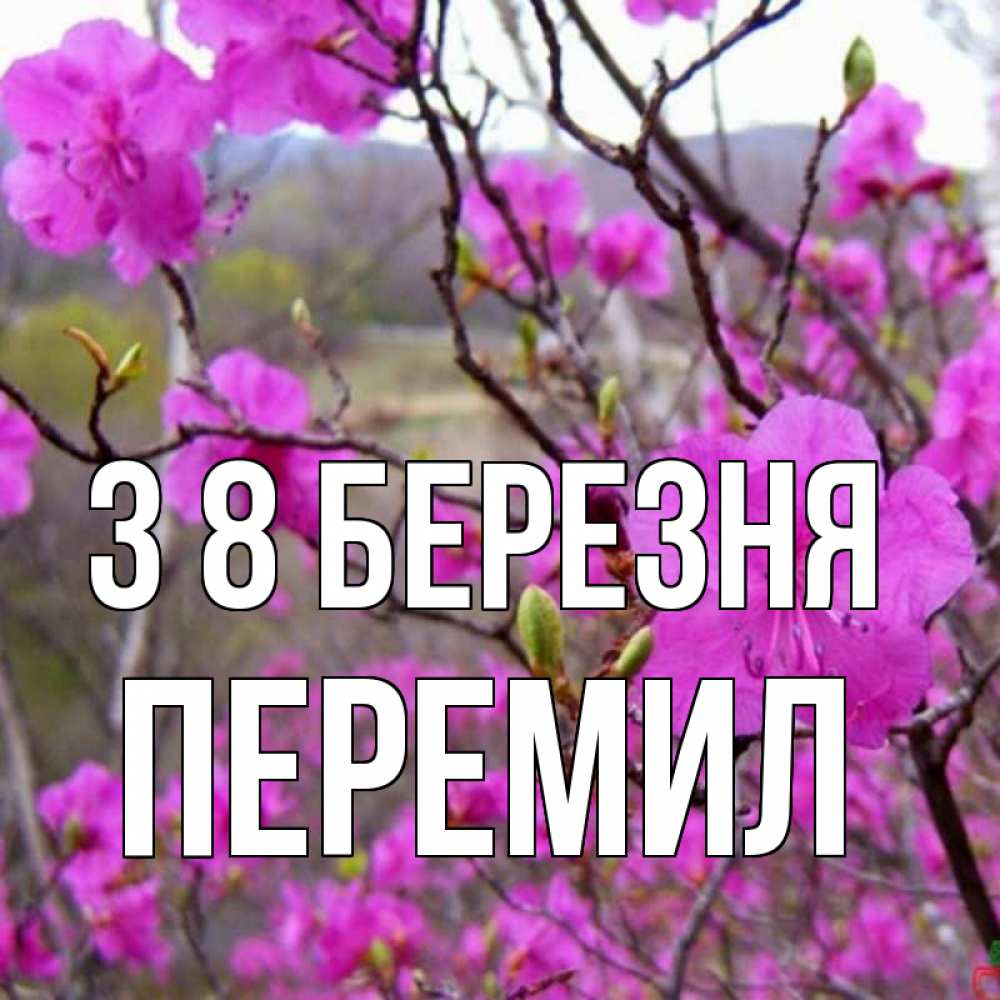 Открытка на каждый день з підписом, Перемил З 8 БЕРЕЗНЯ международный женский день Прикольна листівка з побажанням онлайн скачати безкоштовно 