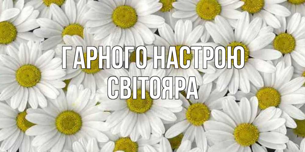 Открытка на каждый день з підписом, Світояра Гарного настрою поляна ромашек Прикольна листівка з побажанням онлайн скачати безкоштовно 