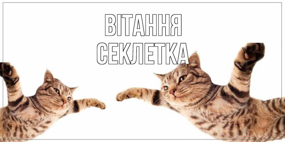 Открытка на каждый день з підписом, Секлетка Вітання кот Прикольна листівка з побажанням онлайн скачати безкоштовно 