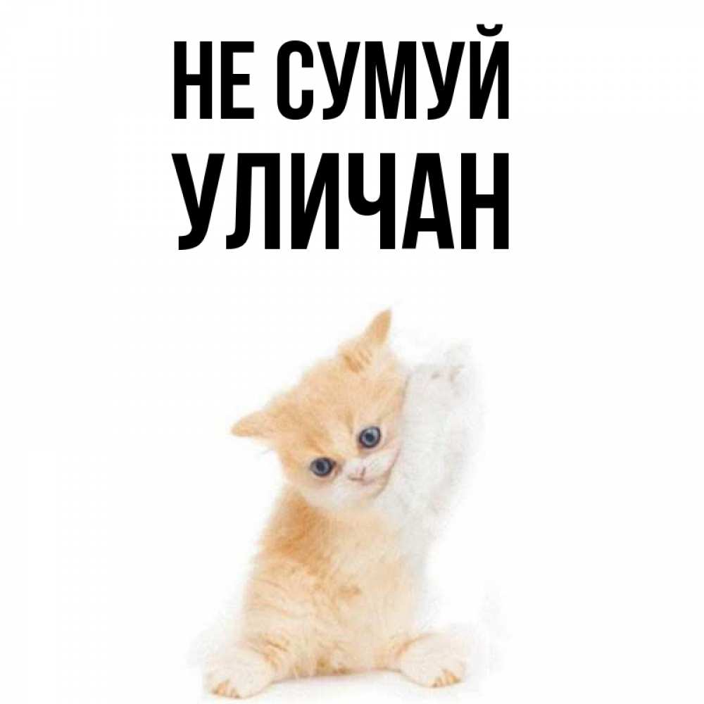 Открытка на каждый день з підписом, Уличан Не сумуй просящий кот Прикольна листівка з побажанням онлайн скачати безкоштовно 