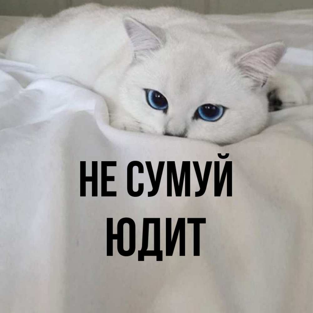 Открытка на каждый день з підписом, Юдит Не сумуй Голубоглазая кошка Прикольна листівка з побажанням онлайн скачати безкоштовно 