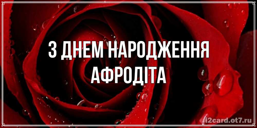 Открытка на каждый день з підписом, Афродіта З Днем народження крупная бордовая роза Прикольна листівка з побажанням онлайн скачати безкоштовно 